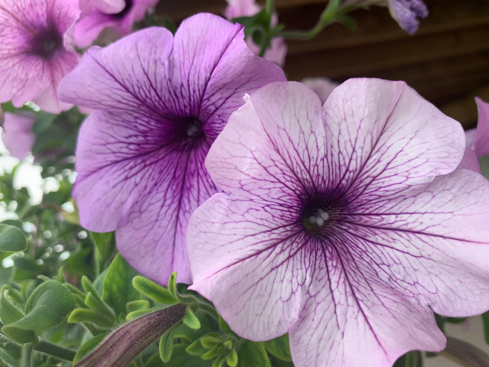 An Open Thank-You Note to FOCUS