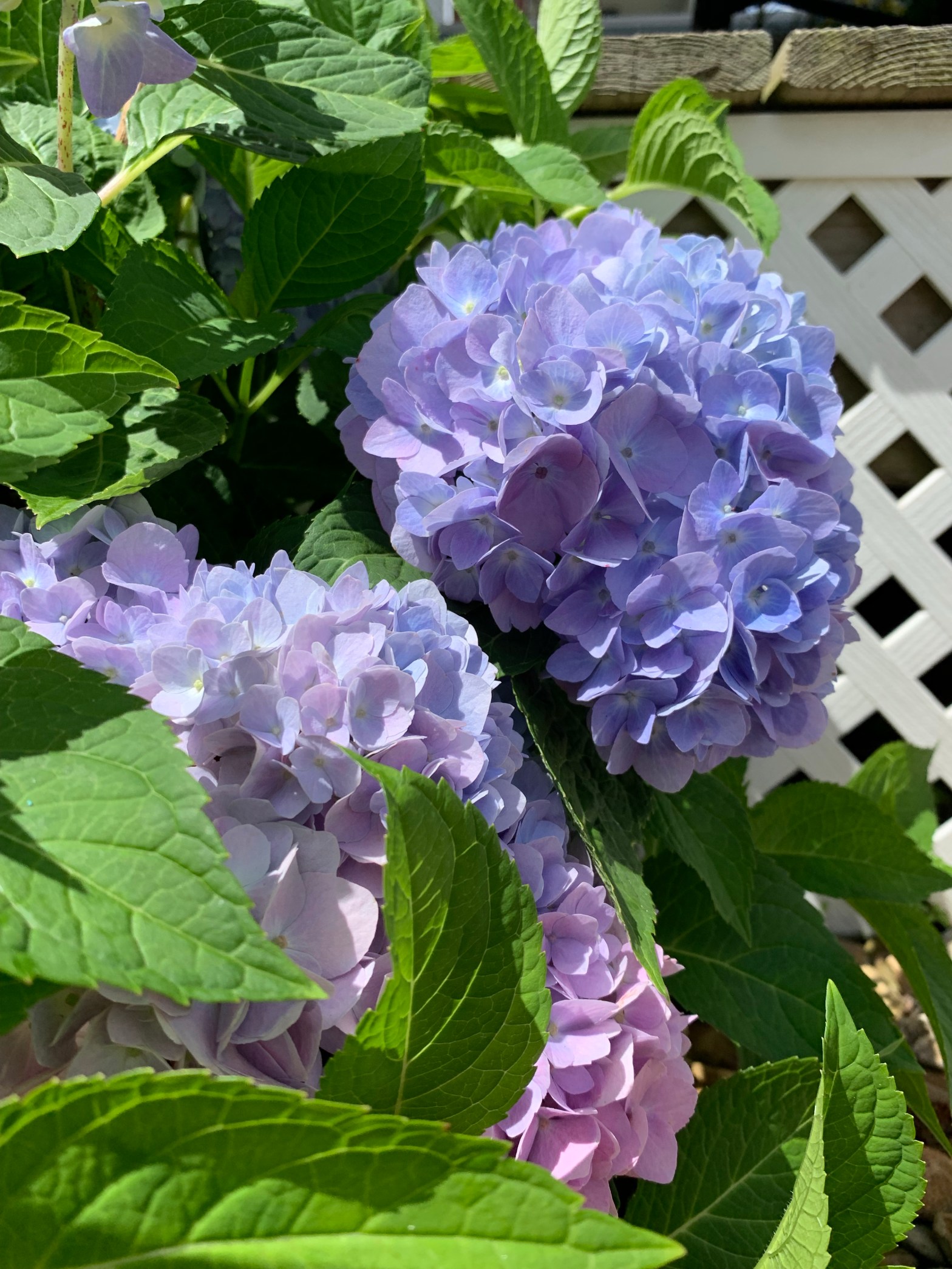 A Model of Forgiveness