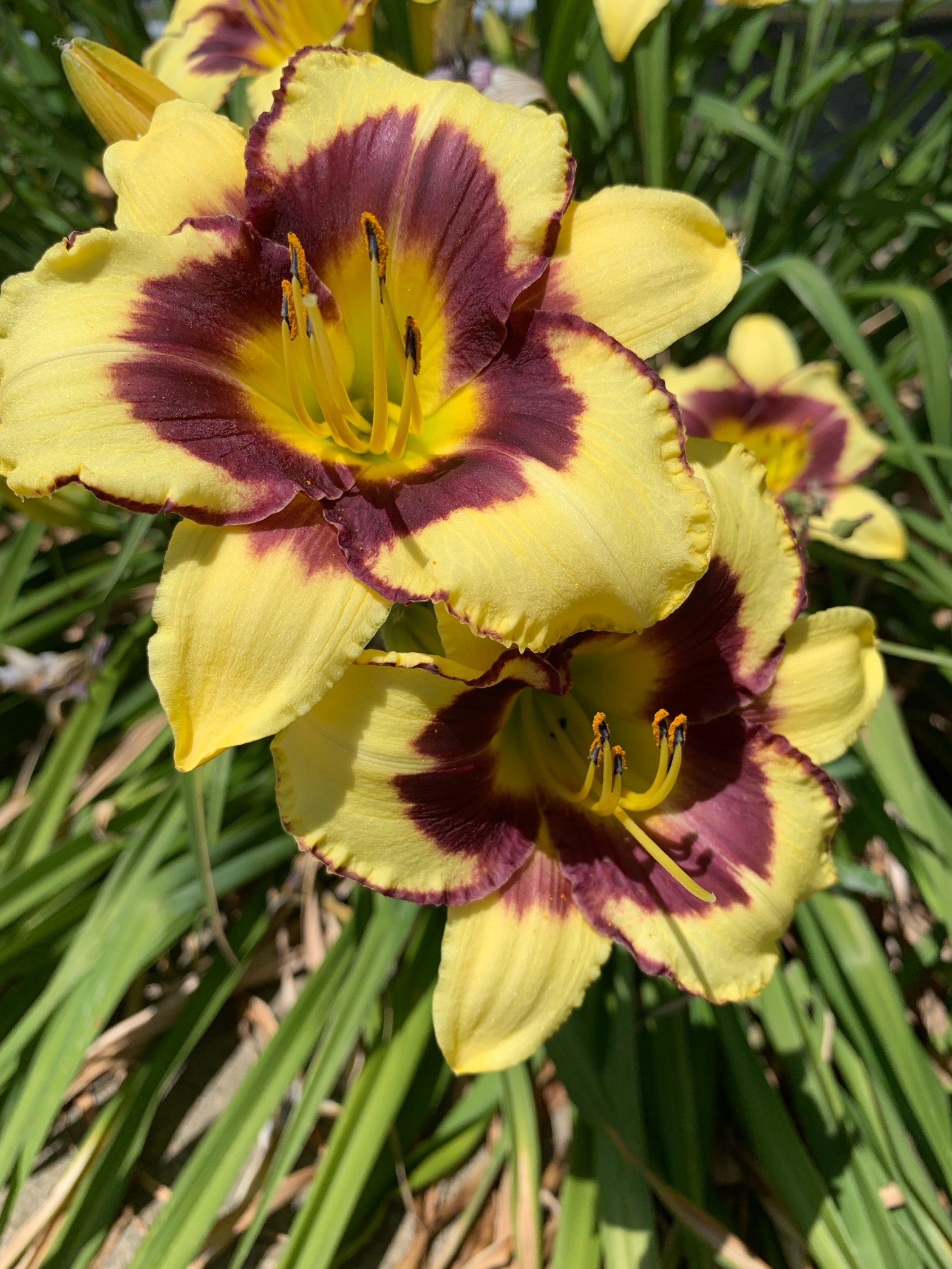 The Sacrificial Love of St. Maximilian Kolbe