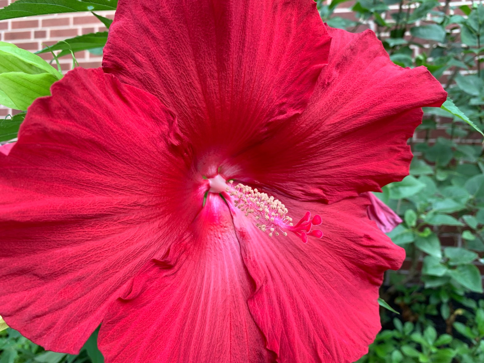 Sharing in Our Lady's Sorrows